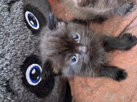 0-3 aylık british longhair