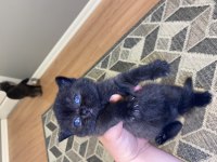 Yavru british shorthair kedilerim