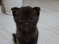 Sevimli Scottish Fold Yavrusu