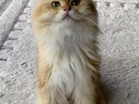 Şecereli British Longhair golden yetişkin erkek