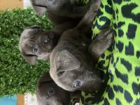 Ruhsatlı çiftliğimizden safkan cane corso yavruları