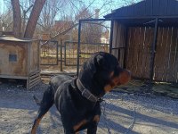 Orjinal rottweiler çiftleştirmeye uygun acil