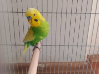 İnce show Jumbo Jumbo yerli muhabbet kuşu satılık