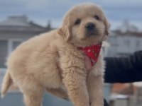 Baby Face Golden Retriever