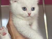 Aşılı dişi beyaz british longhair yavrumuz