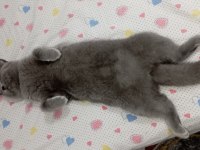 British shorthair kızımızı sahiplendiriyoruz