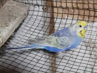 6 ADET MUHABBET KUŞU