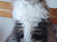 Şeceresi şampiyonlar ile dolu POLİDAKTİL dev maine coon