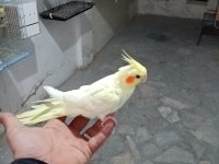 7 aylık lutino sultan papağanı
