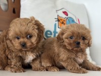 Ankaranın en özel mini  kore malripoo yavruları