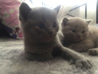 Scottish fold yavrular