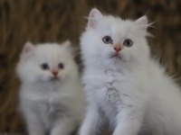 British longhair erkek yavruları