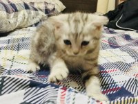 Aileye teslim yavru kediler