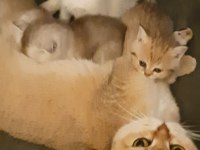 Britsh shorthair golden yavru