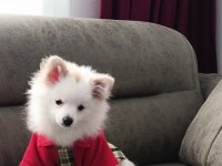 7 aylık dişi pomeranian