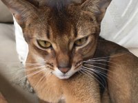 Safkan Abyssinian Yavrular