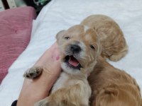 Minyatür maltipoo yavrular
