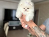 MİNİ BOY POMERANİAN PRENSES