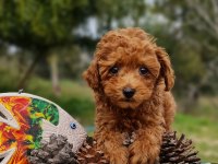 Şecereli Dişi ve Erkek Toy Poodle Yavrularımız