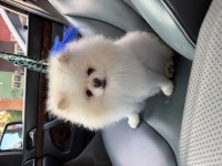 2 yaşında erkek teddy pomeranian