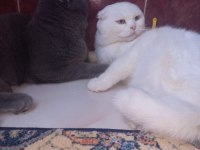 2 kedime yuva arıyorum