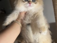 British Longhair Golden Ny12 Show Kalite Bebekler