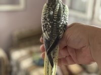 45 GÜNLÜK EV ORTAMINDAN SULTAN PAPAĞANI