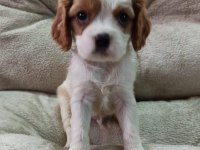 Cavalier king charles yavrular