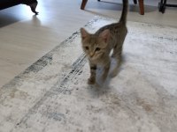 3 aylık dünyalar tatlısı bebek kedimize yuva aranıyor