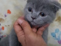 Safkan minnoş oğlumuz scottish fold