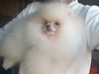 Orijinal pomeranian boo