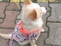 Minik spitz kızımız