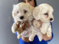 Ufacık maltese terrier yavrularım