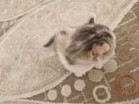 2 Haftalık Karma British Longhair