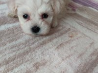 Minicik bir erkek maltese