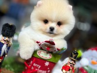 Pomeranian şecereli teacup