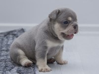 French Bulldog Lilac Tan