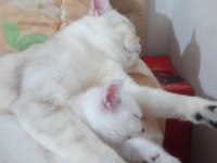 Safkan british shorthair yavru