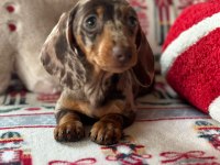 En özel renk yapısına sahip dachshund bebeklerimiz