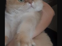 British shorthair ny11 golden