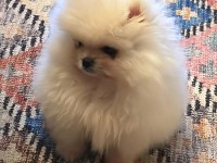Orjinal Pomeranian boo erkek