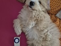 4 Aylık Maltipoo