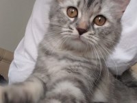 10 Aylık Maine Coon Dişi