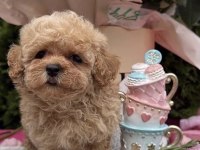Maltipoo Safkan Köpeğimiz