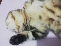 Ücretsiz sahiplendirme British Longhair