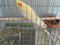 3 Yaş Erkek Sultan Papağanı