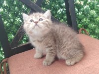 Şecereli soydan british longhair bebeklerimiz
