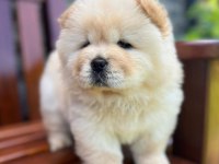 Çin aslanı köpekler sağlık ve ırk garantili teslim