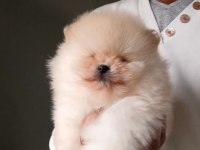 Orijinal Pomeranian Boo