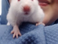 Tatlı mı Tatlı Suriye ve Gonzales hamster